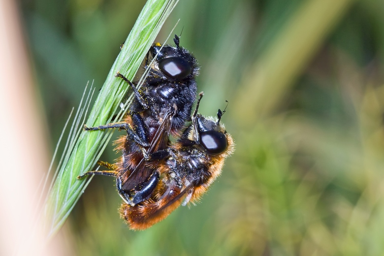 Platynochaetus cf. rufus ♀ / ♂ (Syrphidae)